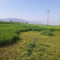 ینجه|گل و گیاه طبیعی|گرمخان, |دیوار