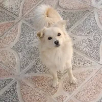 سگ پاکوتاه گرگی طاق با اکانت کالاف