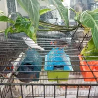 فنج جنس عالی|پرنده|قم, زنبیل آباد|دیوار