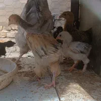 جوجه نژاد برهما و ایام سمانی