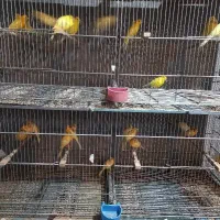 فروش جوجه قناری