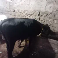 گوساله نر|حیوانات مزرعه|دره رود, |دیوار