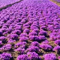 چیدن زعفران