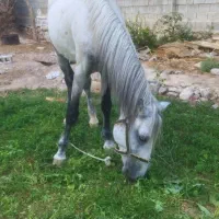 اسب|اسب و تجهیزات اسبسواری|کازرون, |دیوار