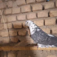 ۵تا کبوتر نر پرشی تضمینی