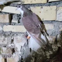 پرنده|پرنده|خرمشهر, |دیوار