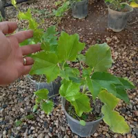 موچسب مو چسب گل چسب|گل و گیاه طبیعی|اصفهان, زاجان|دیوار