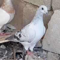 سرور شامی پیازی کرم جفتی|پرنده|وحدتیه, |دیوار