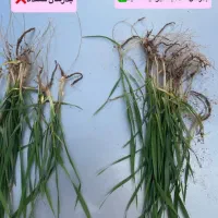 کود های افزایش تناژ سبوسیب رو تاوقتشه چالکود کن|گل و گیاه طبیعی|کلات (خراسان), |دیوار