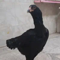 مرغ لاری ۱۱ماهه