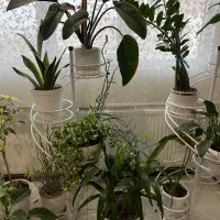 سه تا استند گلدان به همراه گلدان ها همگی سالم|گل و گیاه طبیعی|تهران, مشیریه|دیوار