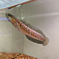 ماهی آکواریم چانا،فلاور،مانستر،پرت،پیکاک اروانا