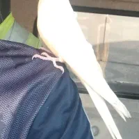 عروس هلندی نر گمشده