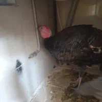 بوغلمون گم کردم