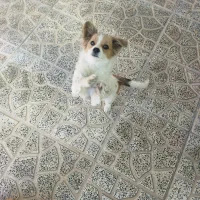 سگ پاکوتاه پامر