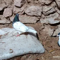 کفتر|پرنده|چناران, |دیوار