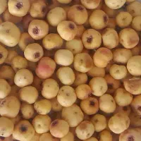 زالزالک سفید