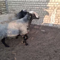 بره نر ...قوچ|حیوانات مزرعه|تاکستان, |دیوار