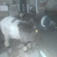 قوچ بختیاری