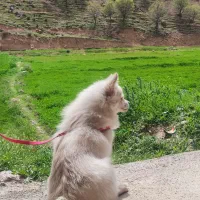 سگ پامر ماده