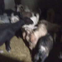 چپش نر|حیوانات مزرعه|پاپی, |دیوار