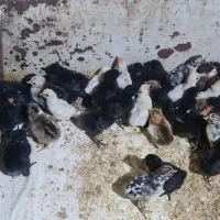 چوری مرغ