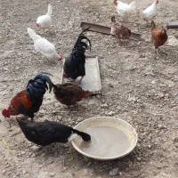 مرغ محلی وسفیدتخمی