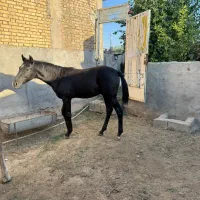 فروش مادیان ابستن همراه با کره نریون|اسب و تجهیزات اسبسواری|شوشتر, |دیوار