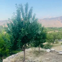 نیازمند بیل مکانیکی و کمپرسی ده چرخ
