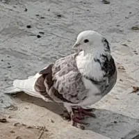 کفتر گمشده|حیوانات|رباطکریم, نوده|دیوار