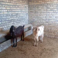 واگذار|حیوانات مزرعه|ماهدشت, |دیوار