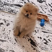 توله سگ پامر