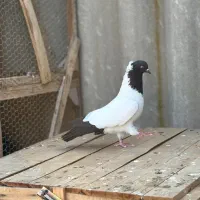 کبوتر راهب المانی|پرنده|گلوگاه, |دیوار