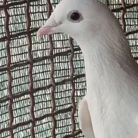 کبوتر پشتی|پرنده|خفر, |دیوار