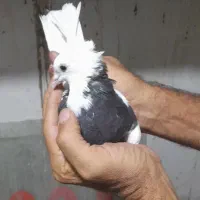 کبوتر کفتر دمگیر طوقی سینه ای|پرنده|اصفهان, شیخ اشراق|دیوار