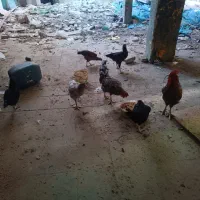 حیوانات|حیوانات مزرعه|مشهد, هفده شهریور|دیوار