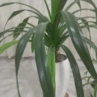 ۱۲ ساعت آب همراه پسته