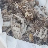 پشم لحاف وتشک
