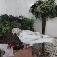 کبوتر ماده|پرنده|نهاوند, |دیوار