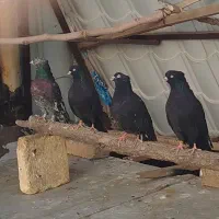 کبوتر زاغ کرز سیاتی پرنده|پرنده|کرمانشاه, |دیوار