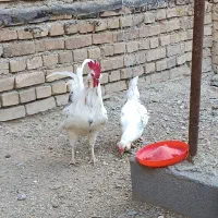جوجه گلین جاپنیز پرپا لاری مرغ و خروس گلین|حیوانات مزرعه|همدان, |دیوار