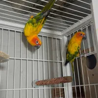 جفت طوطی خورشیدی بالغ (سانکانور)