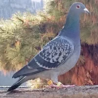 کبوتر سبز آلمانی پلاکی مسافتی جفتگاه پرشی|پرنده|مشهد, کارمندان دوم|دیوار