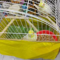 طوطی هلندی|پرنده|بندر امام خمینی, |دیوار