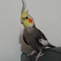 عروس هلندی نر