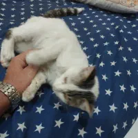 واگذاری گربه نر 5 ماهه دستی و خونگی|گربه|شیراز, شهرک گلدشت محمدی|دیوار