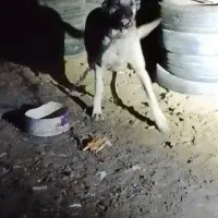 ماده سگ سرابی