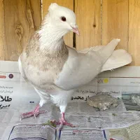 طوقی کرمانشاه