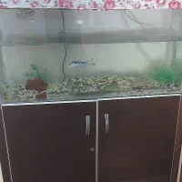 اکواریوم یک متری