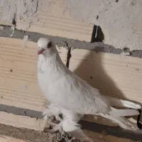 کفتر|پرنده|تبریز, |دیوار